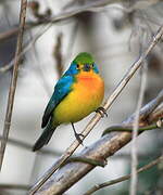 Orange-breasted Bunting