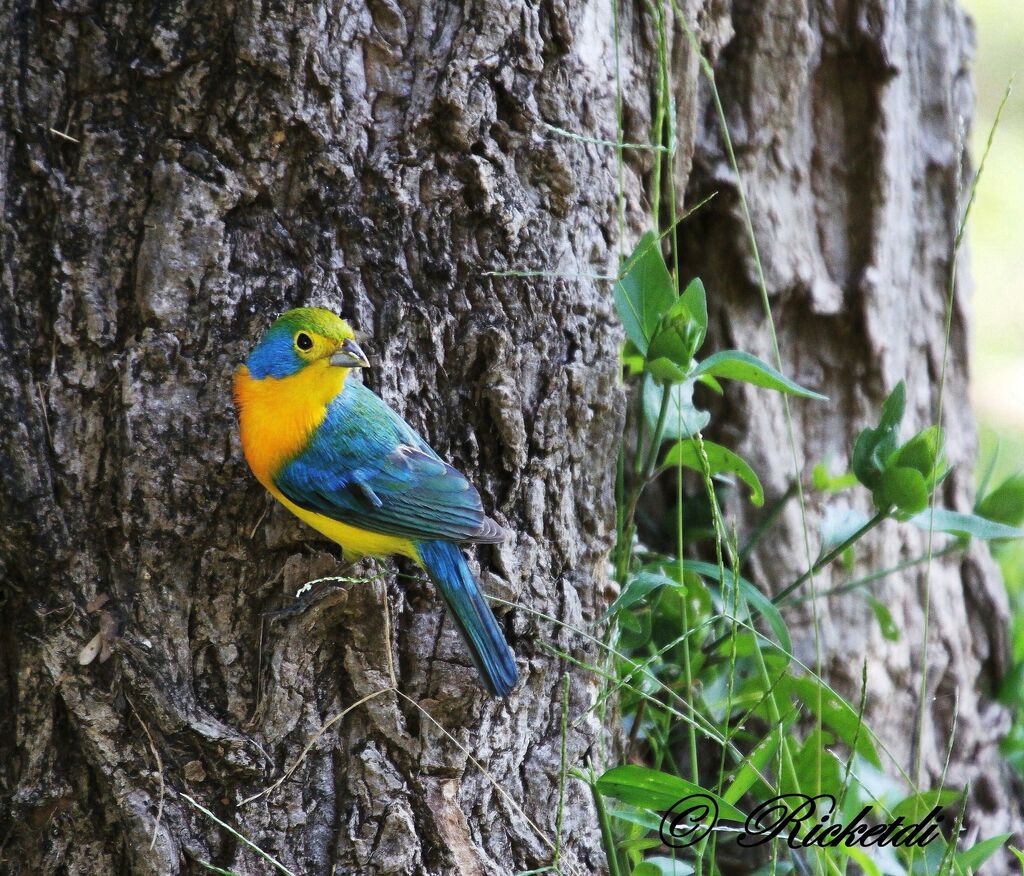 Orange-breasted Bunting