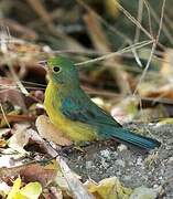 Orange-breasted Bunting