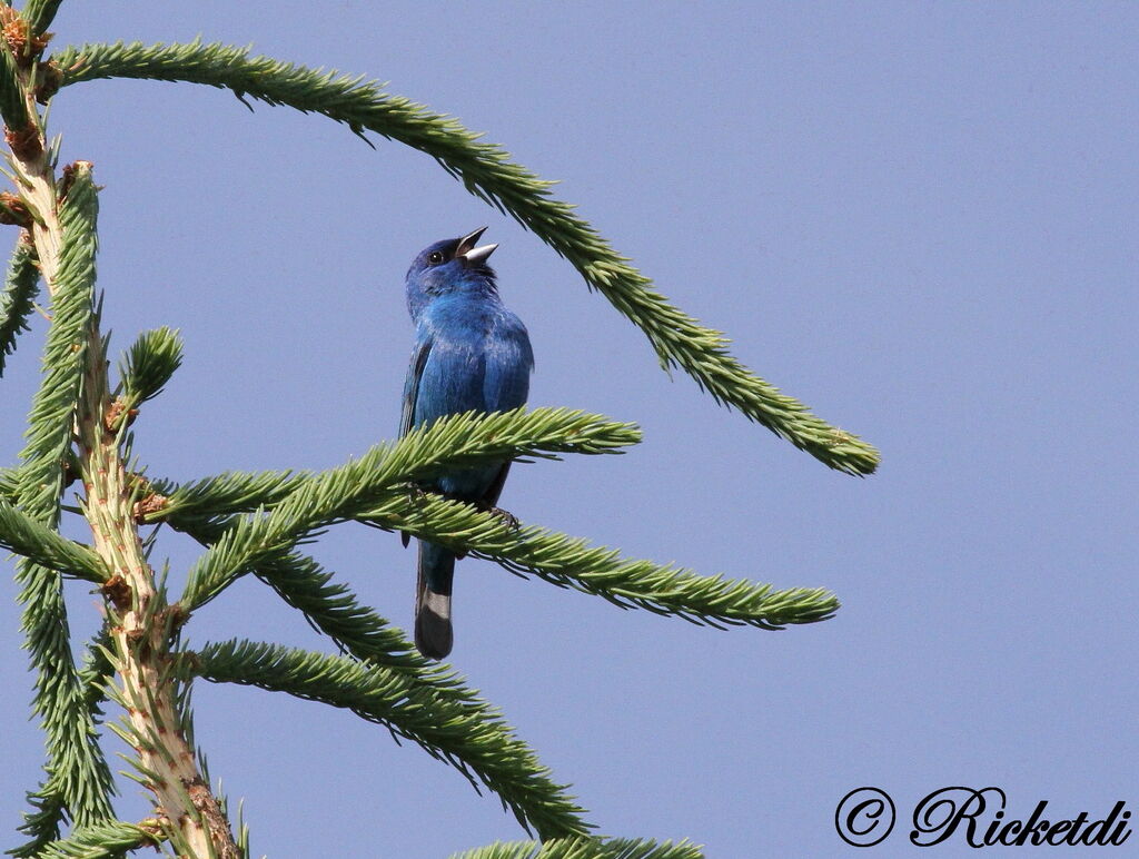 Passerin indigo mâle