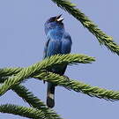 Passerin indigo