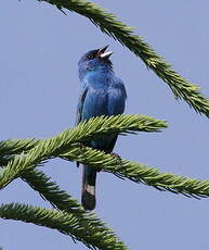 Passerin indigo