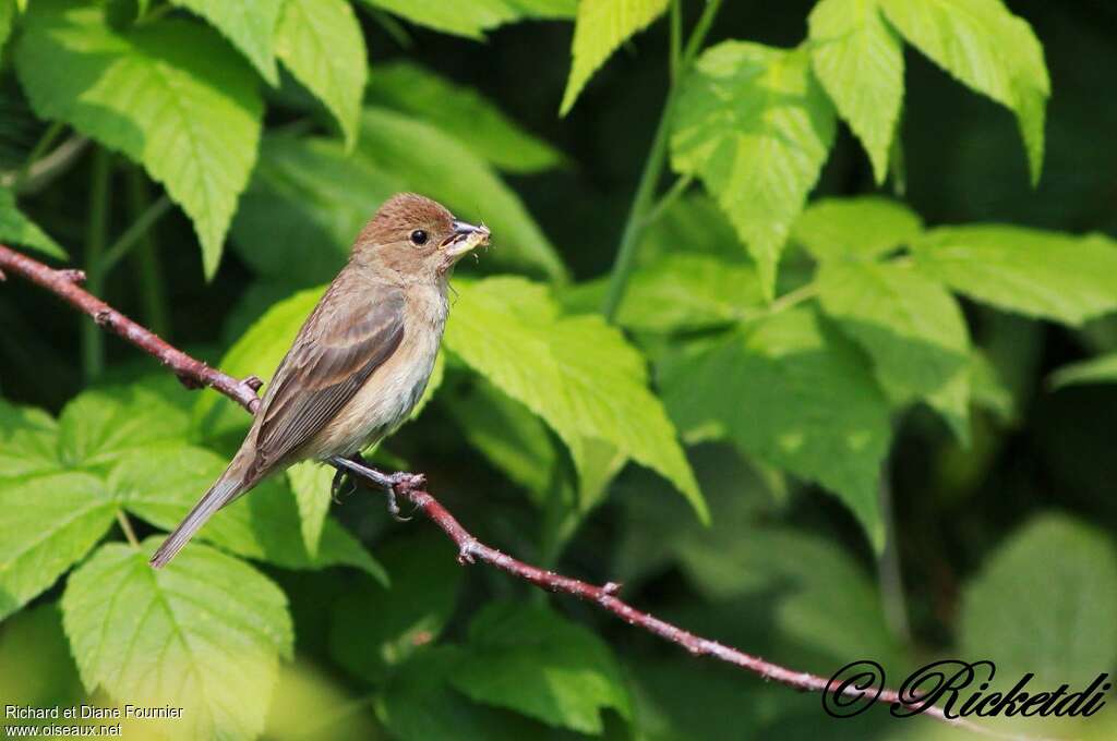 Indigo Bunting female adult, identification