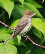 Indigo Bunting