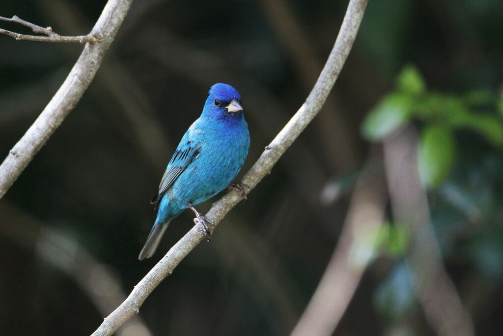 Indigo Bunting