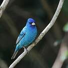 Passerin indigo