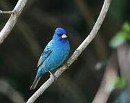 Passerin indigo