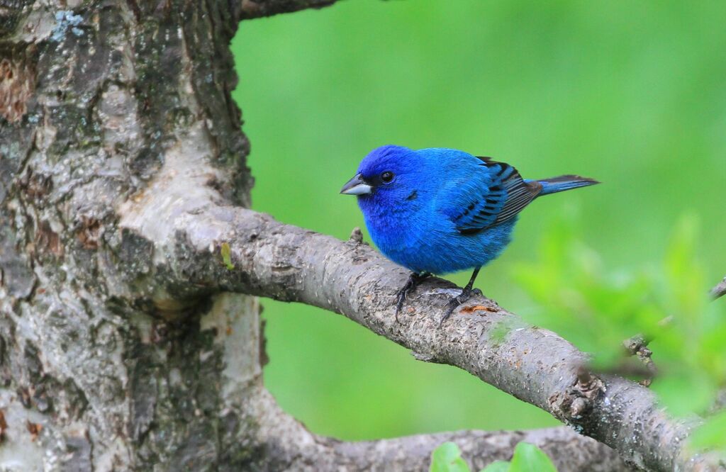 Indigo Bunting