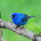 Passerin indigo