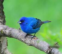 Indigo Bunting