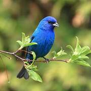 Indigo Bunting