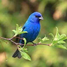 Passerin indigo