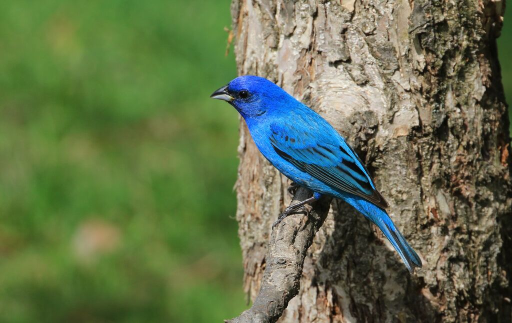 Indigo Bunting