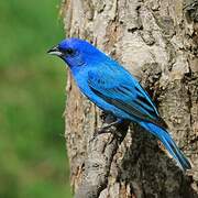 Indigo Bunting