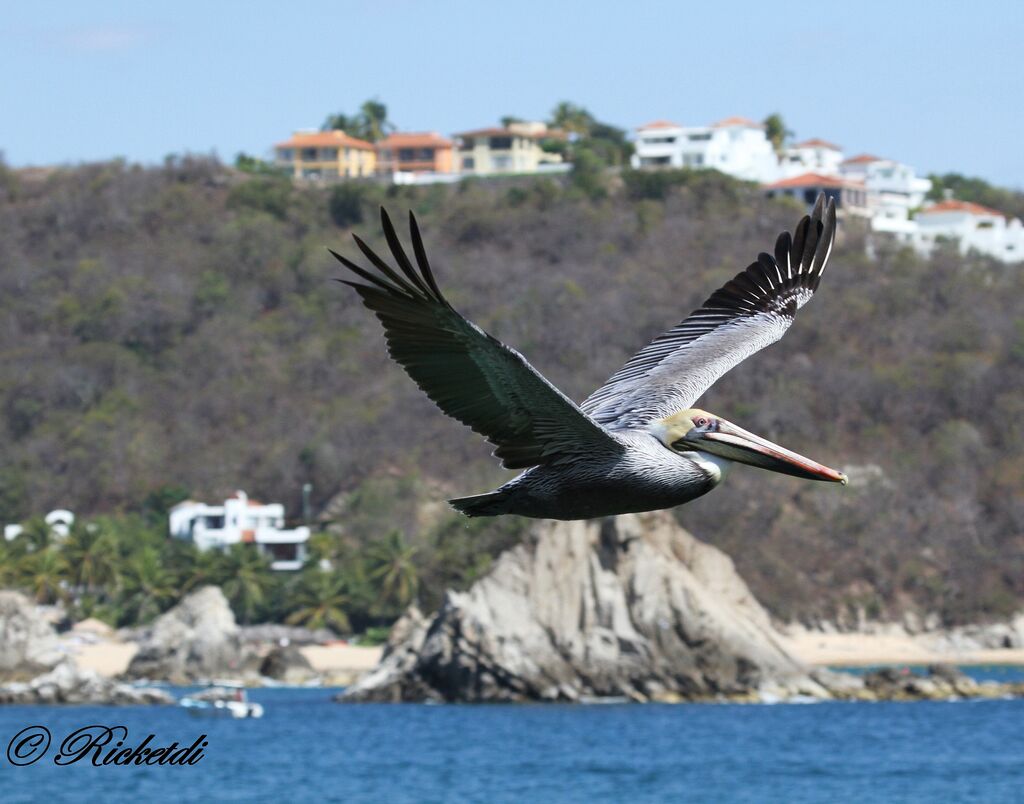 Brown Pelican