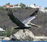 Brown Pelican