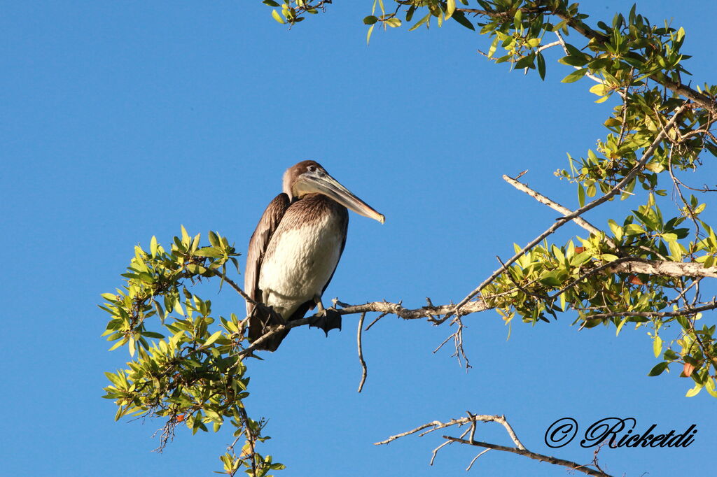 Brown Pelican