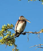 Brown Pelican