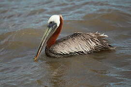 Brown Pelican