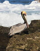 Brown Pelican