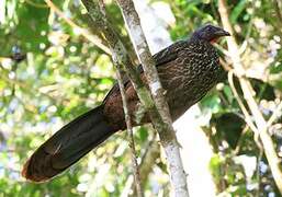 Band-tailed Guan