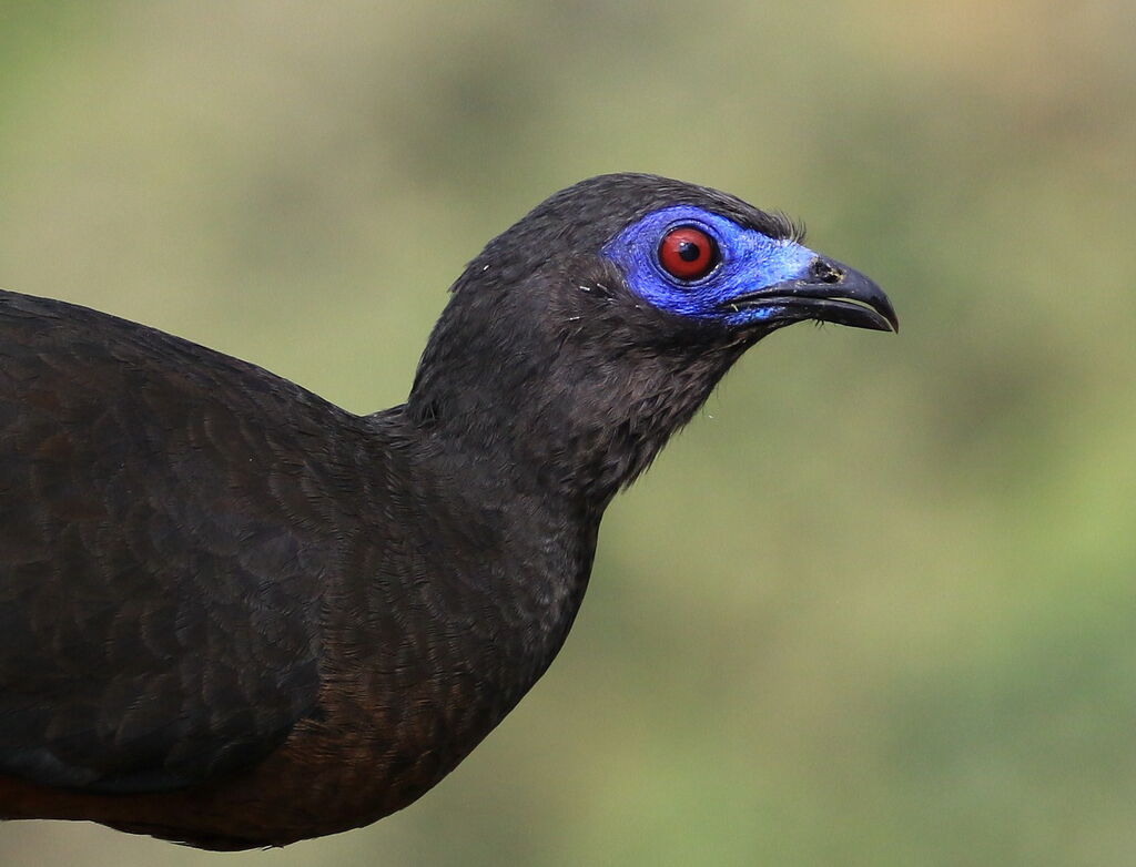 Sickle-winged Guan