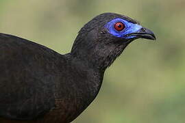 Sickle-winged Guan