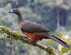 Sickle-winged Guan