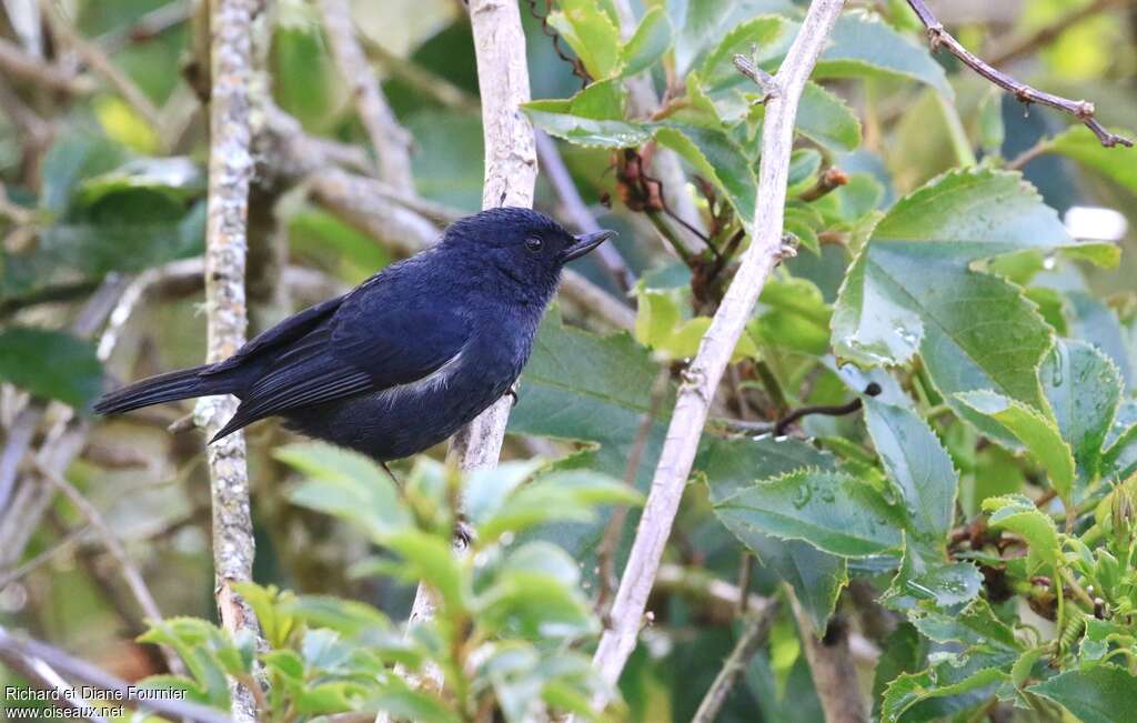 White-sided Flowerpiercer male adult, identification