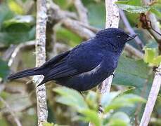 White-sided Flowerpiercer