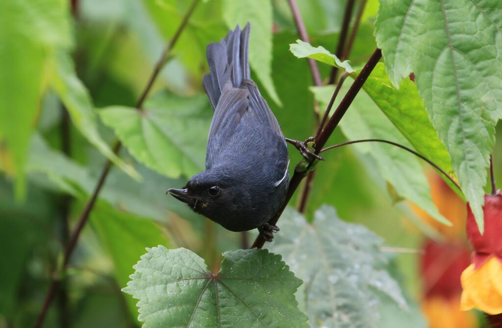 White-sided Flowerpiercer