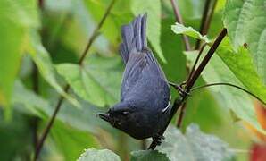 White-sided Flowerpiercer