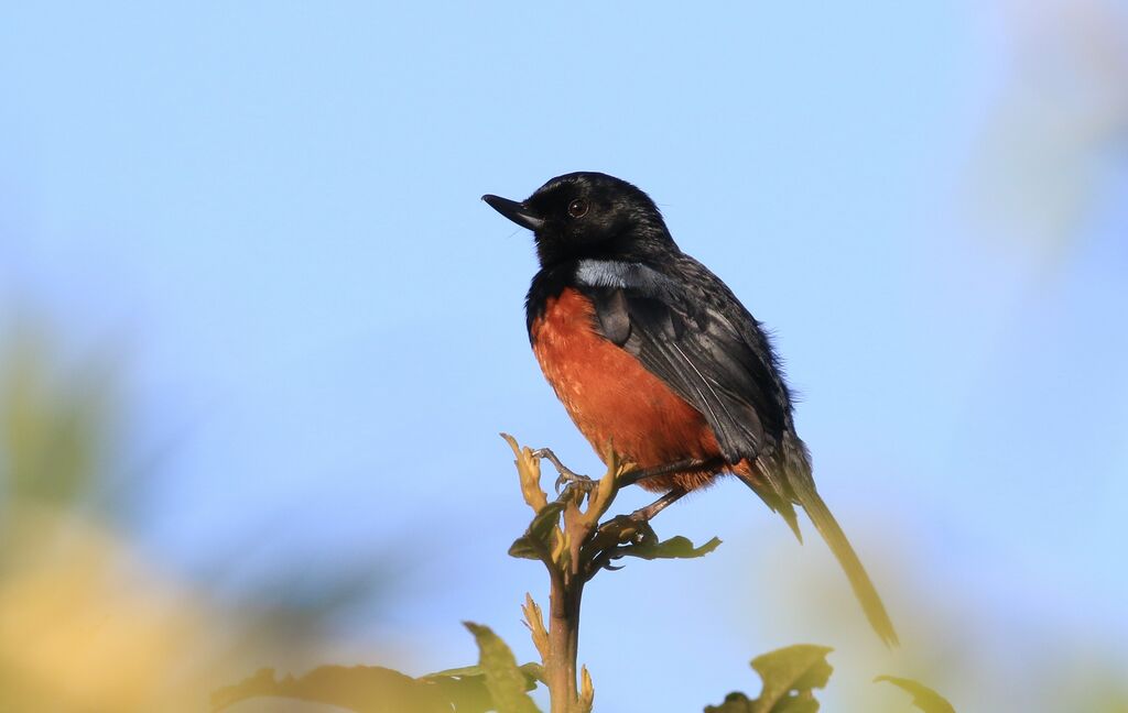 Chestnut-bellied Flowerpiercer