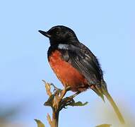 Chestnut-bellied Flowerpiercer