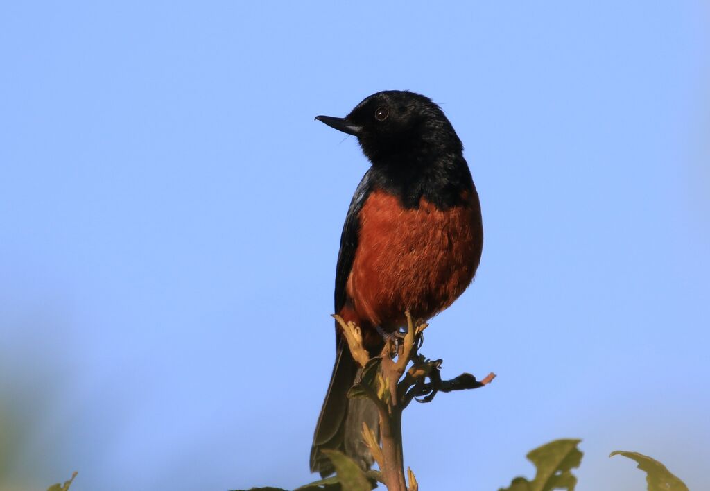 Chestnut-bellied Flowerpiercer