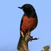 Chestnut-bellied Flowerpiercer