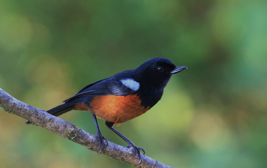 Chestnut-bellied Flowerpiercer