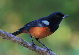 Chestnut-bellied Flowerpiercer