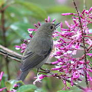 Slaty Flowerpiercer