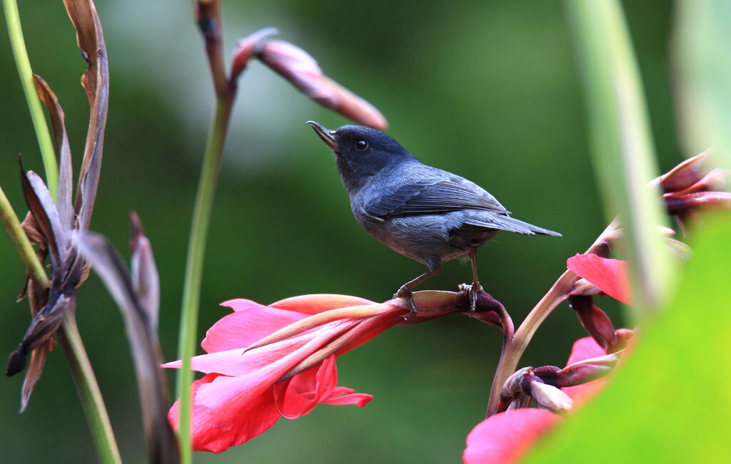 Slaty Flowerpiercer male