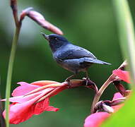 Slaty Flowerpiercer