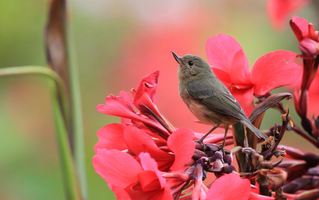 Slaty Flowerpiercer female