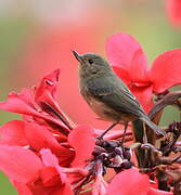 Slaty Flowerpiercer