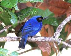 Masked Flowerpiercer