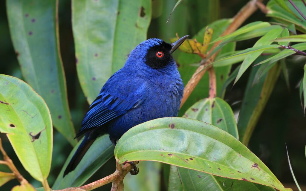 Masked Flowerpiercer