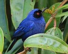 Masked Flowerpiercer