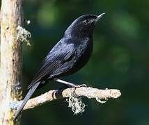 Black Flowerpiercer