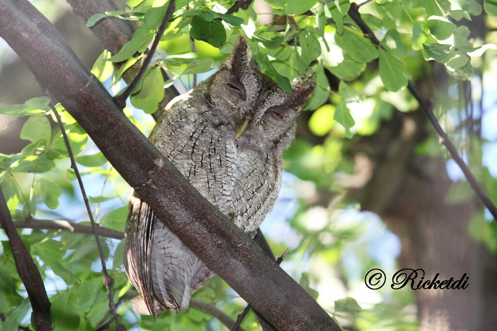 Pacific Screech Owl