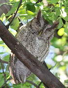 Pacific Screech Owl