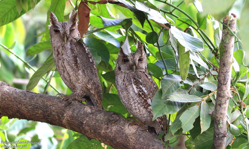 Pacific Screech Owl, identification